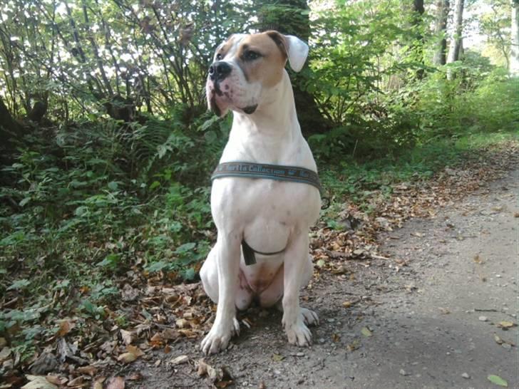 Amerikansk bulldog Bibi billede 1