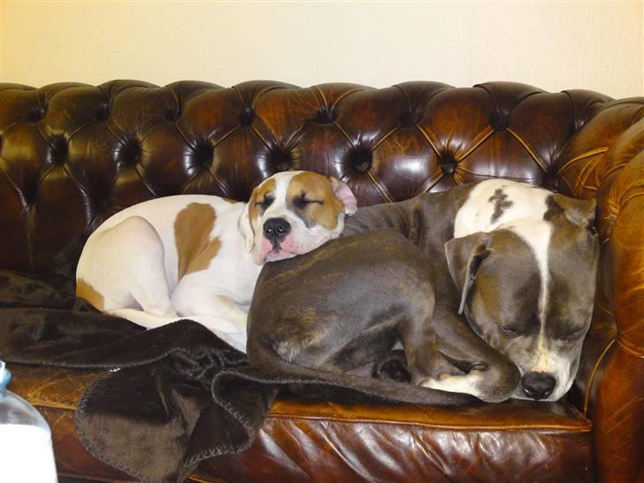 Amerikansk bulldog Bibi billede 4