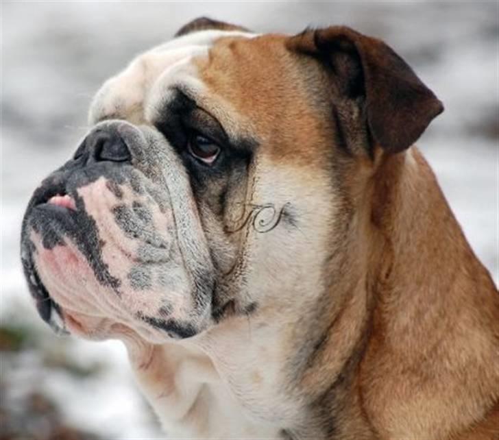 Engelsk bulldog Louie billede 1