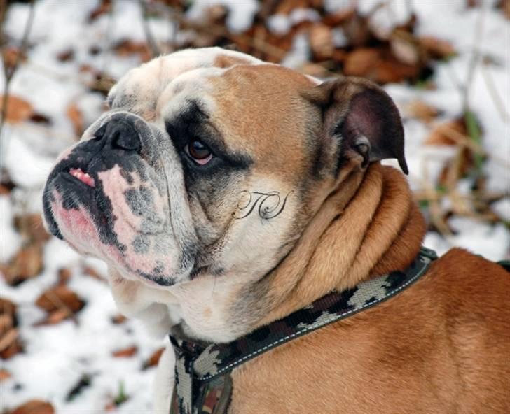 Engelsk bulldog Louie billede 2
