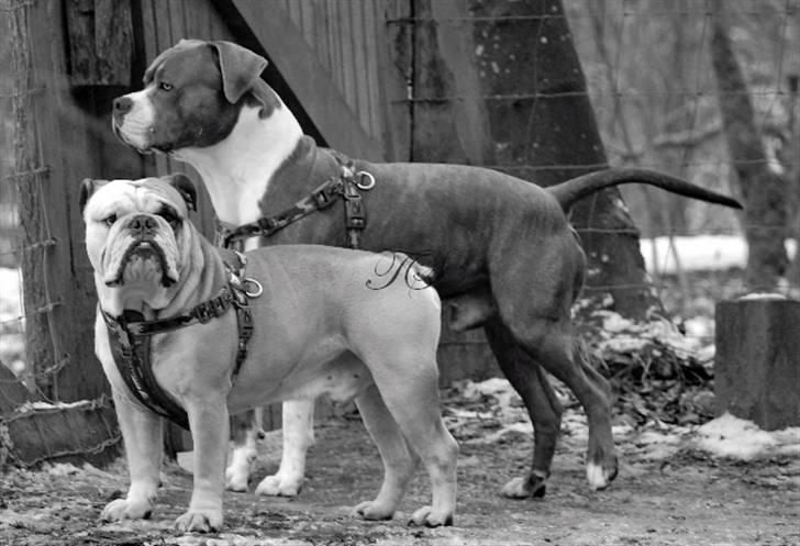 Engelsk bulldog Louie billede 3