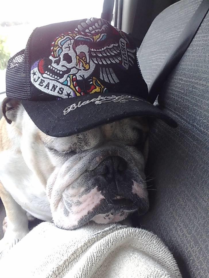 Engelsk bulldog Louie billede 4