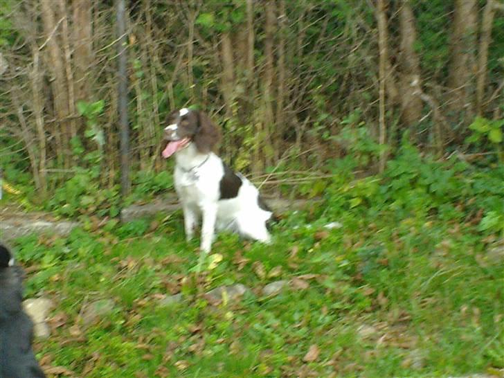 Engelsk springer spaniel Kiara R.I.P  himmelhund  - ihh hvor jeg hygger mig  billede 9