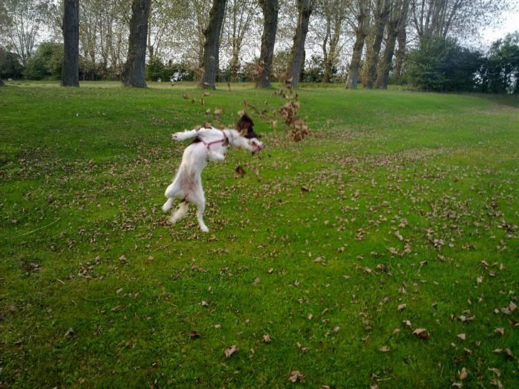 Engelsk springer spaniel Kiara R.I.P  himmelhund  - man er vel springer spaniel  billede 11