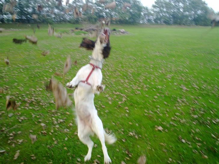 Engelsk springer spaniel Kiara R.I.P  himmelhund  - jubiii blade  billede 12