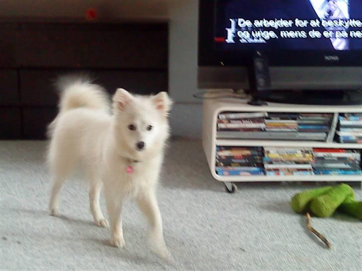 Japansk spids Fnuggi billede 16