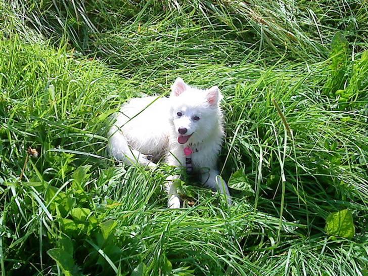 Japansk spids Fnuggi billede 17