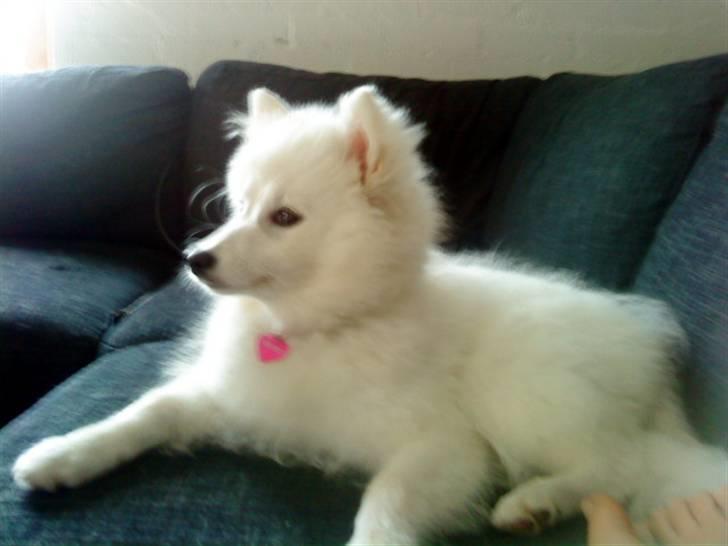 Japansk spids Fnuggi billede 18