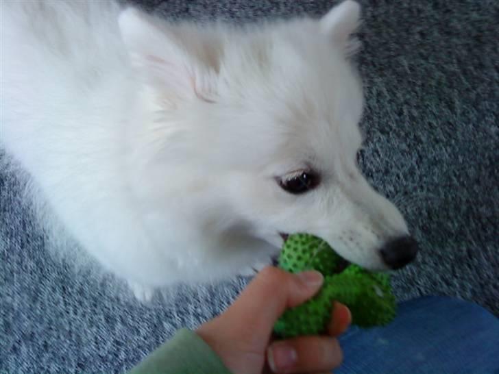 Japansk spids Fnuggi billede 19