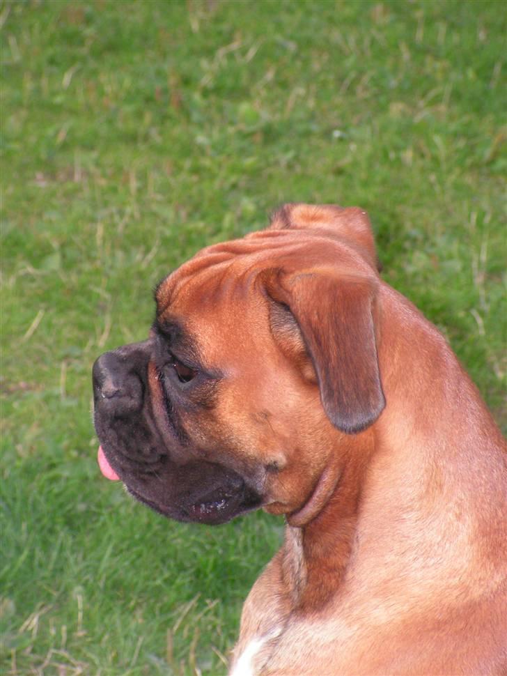 Boxer <3 Marlin <3 billede 1