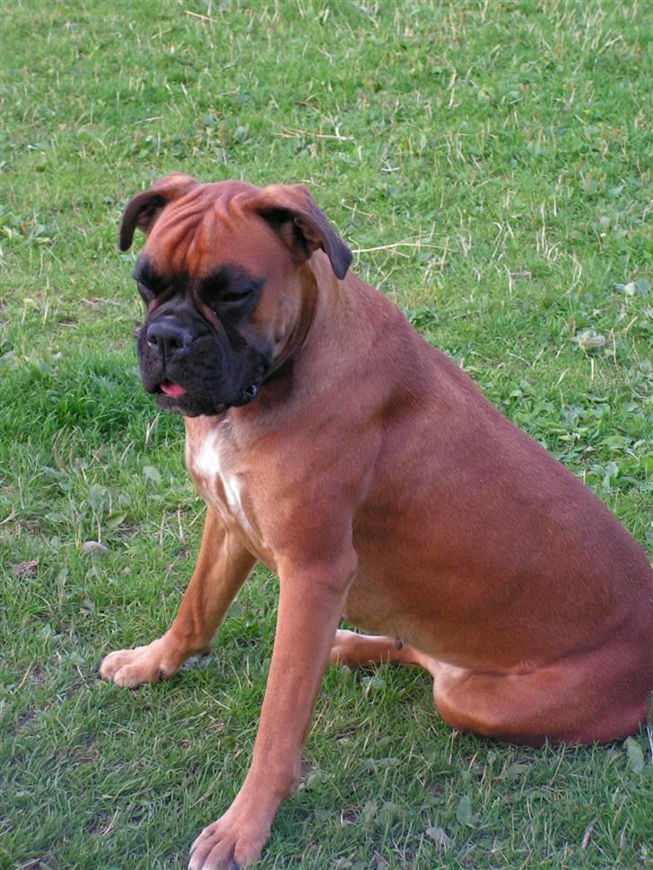 Boxer <3 Marlin <3 billede 2