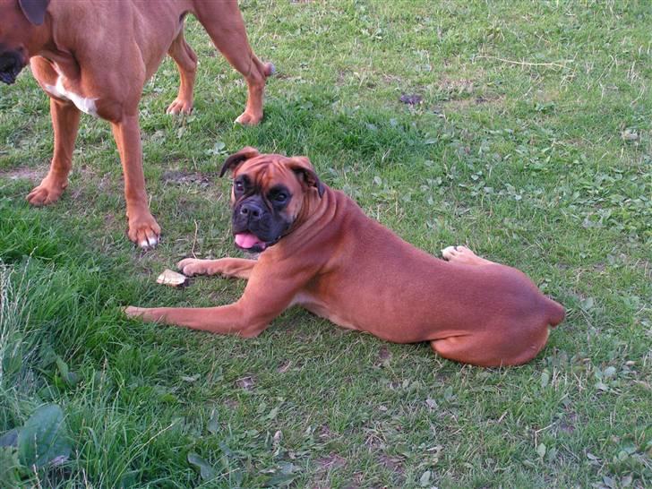 Boxer <3 Marlin <3 billede 3