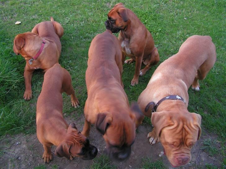 Boxer <3 Marlin <3 billede 4