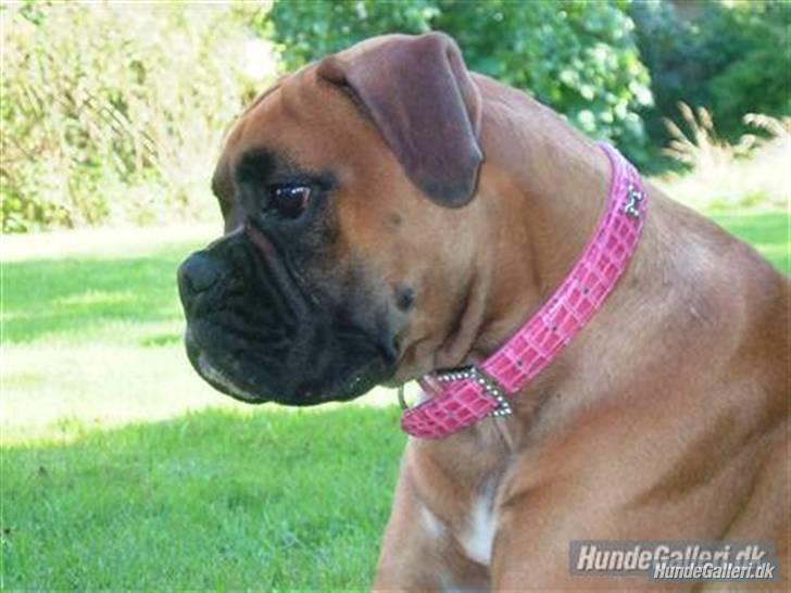 Boxer <3 Marlin <3 billede 5