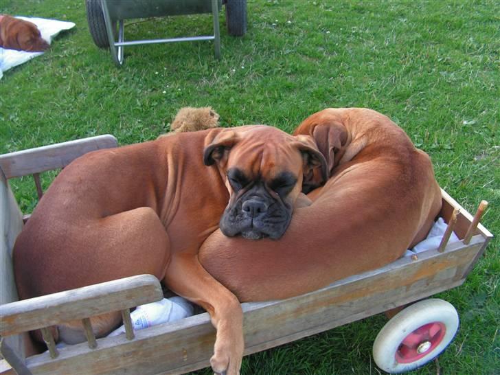 Boxer <3 Marlin <3 - Trætte af og vente på der nogen der vil køre dem... billede 6