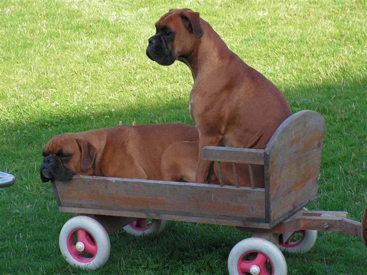 Boxer <3 Marlin <3 - Marlin og Lennon, de elsker at ligge i trækvognen. billede 7