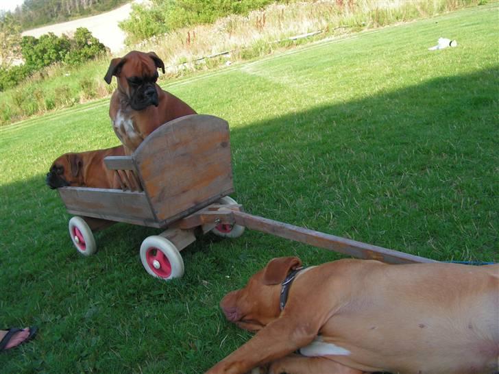 Boxer <3 Marlin <3 - Kom nu Arnold vi vil køres... billede 8