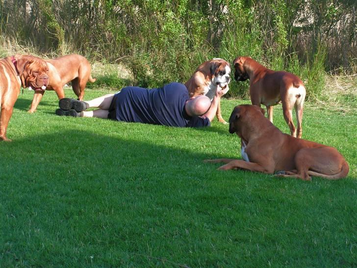 Boxer <3 Marlin <3 - Hygge i haven... billede 9