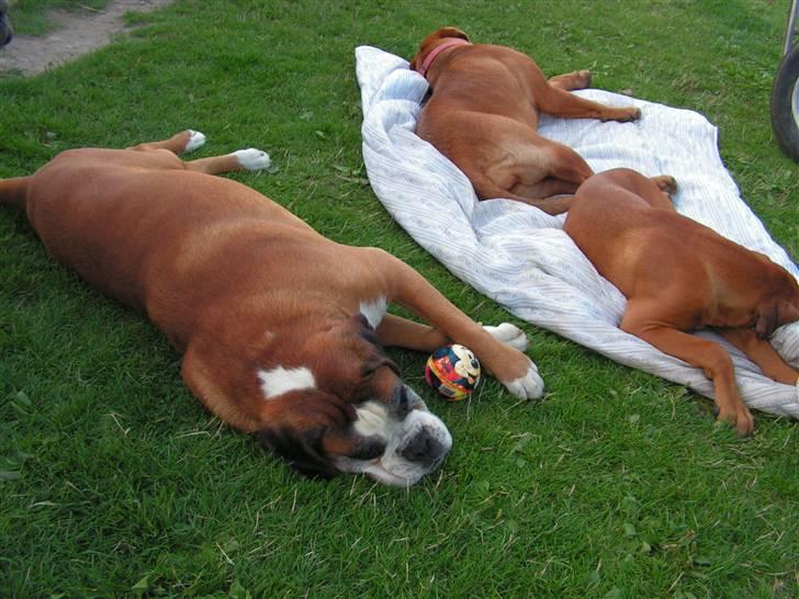 Boxer <3 Marlin <3 billede 10