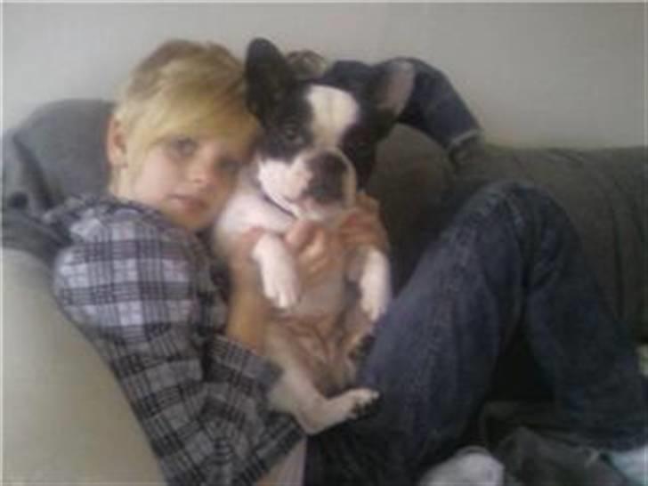 Fransk bulldog Ania billede 1