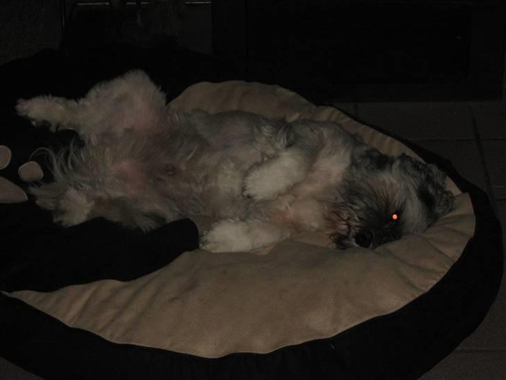 Lhasa apso Frido billede 10