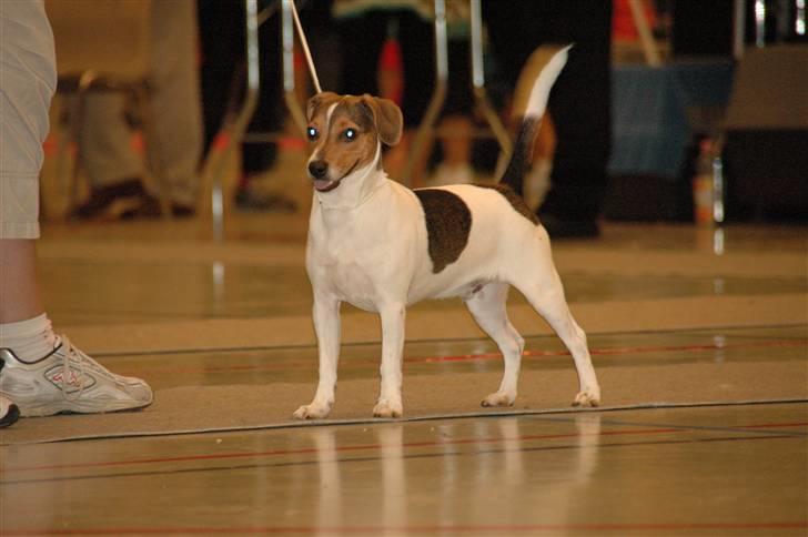 Dansk svensk gaardhund Frey billede 9
