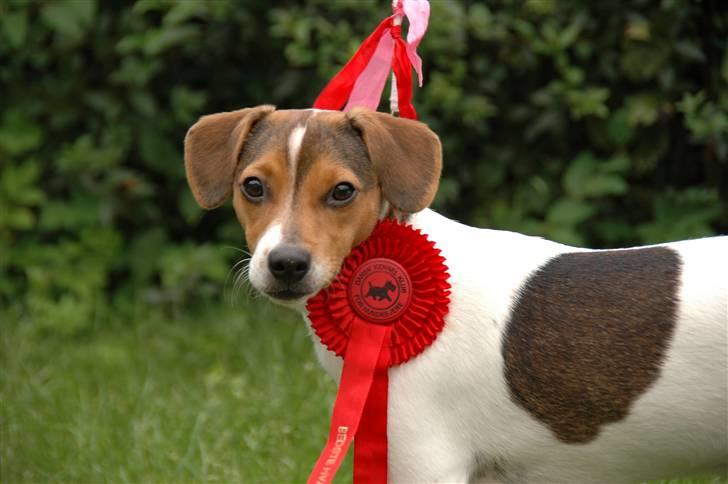 Dansk svensk gaardhund Frey billede 10