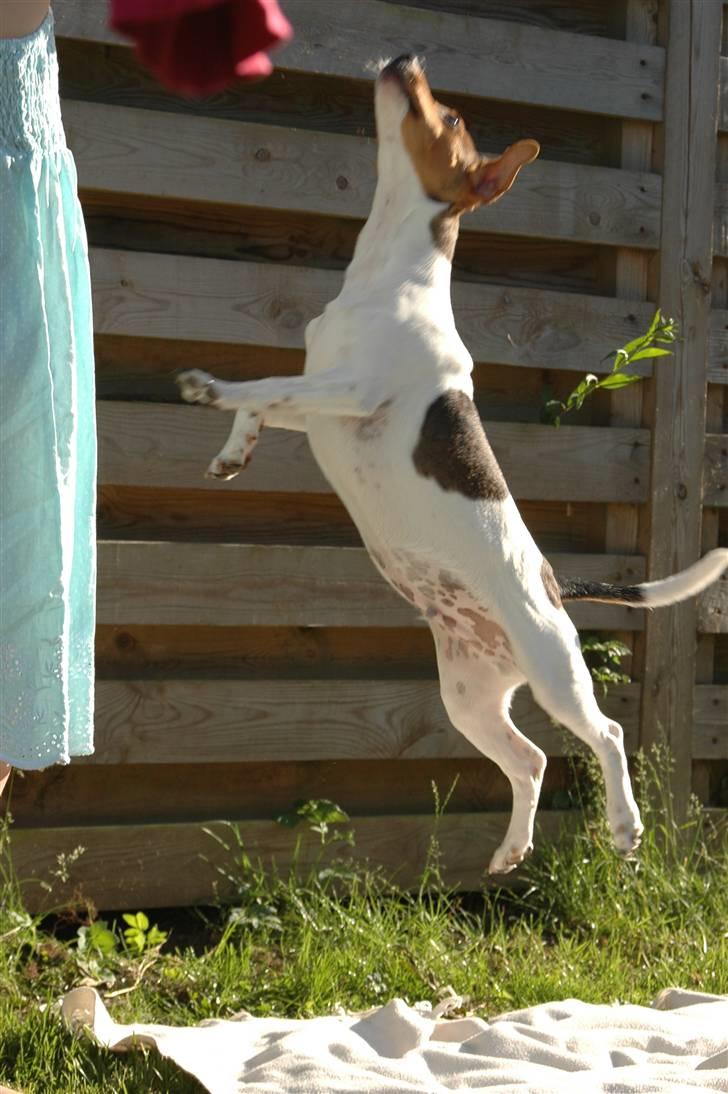 Dansk svensk gaardhund Frey billede 11