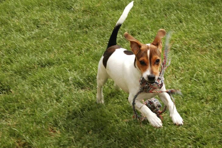 Dansk svensk gaardhund Frey billede 12
