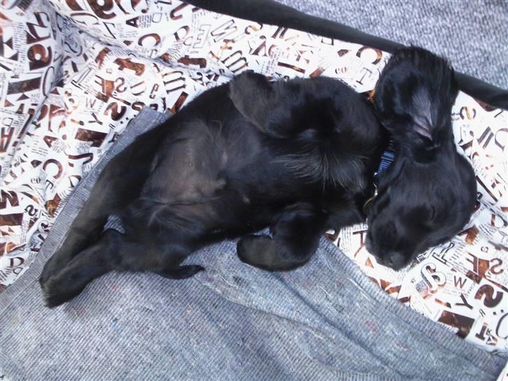 Cocker spaniel Charlie solgt:'( billede 6