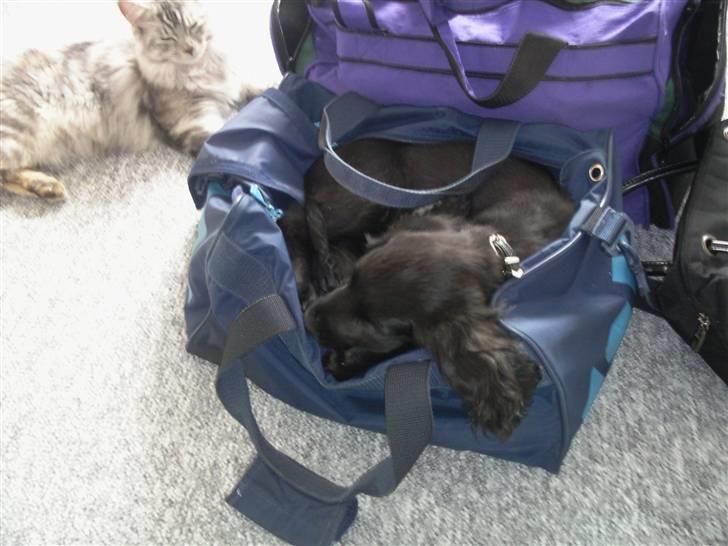 Cocker spaniel Charlie solgt:'( billede 7