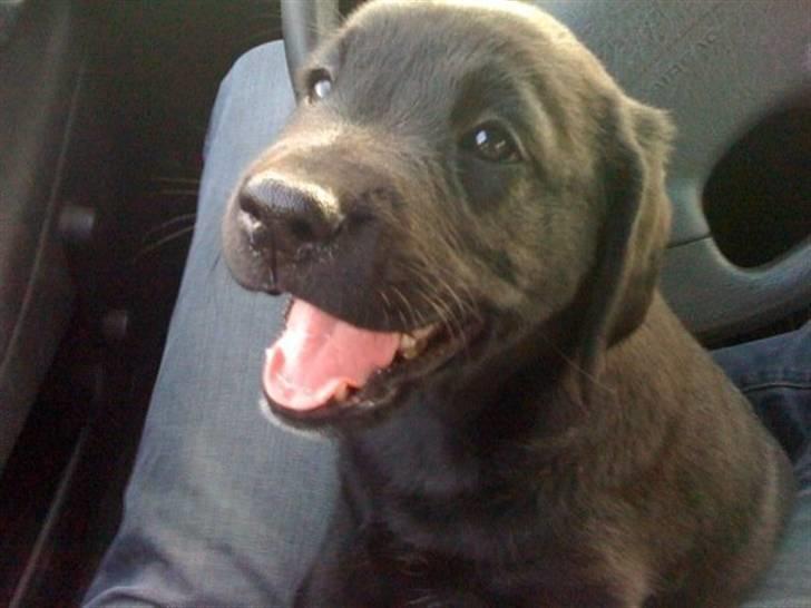 Blanding af racer Muffi - Søde muffi: Dagen vi hentede hende.. :) billede 5