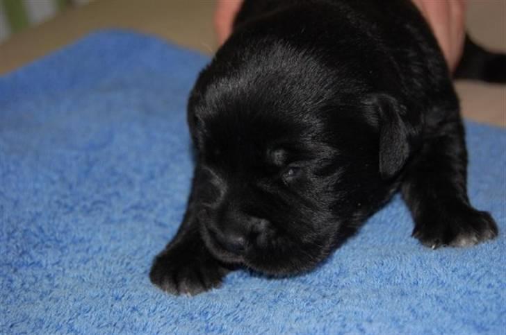 Blanding af racer Muffi - Muffi som baby hund.. :) billede 6