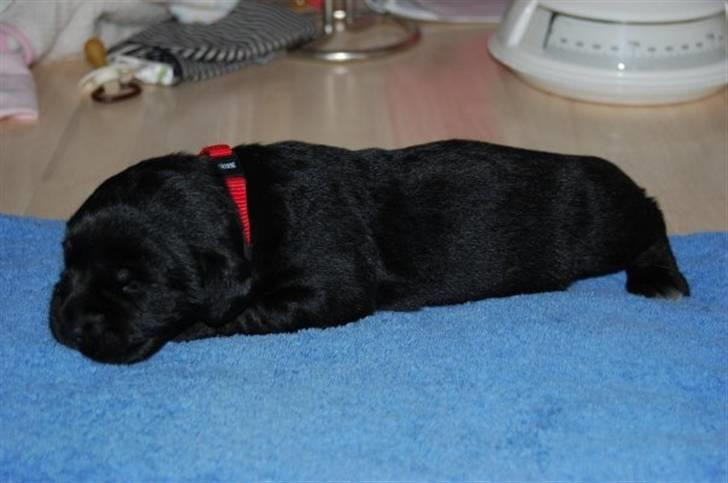 Blanding af racer Muffi - Muffi igen.. :) billede 7