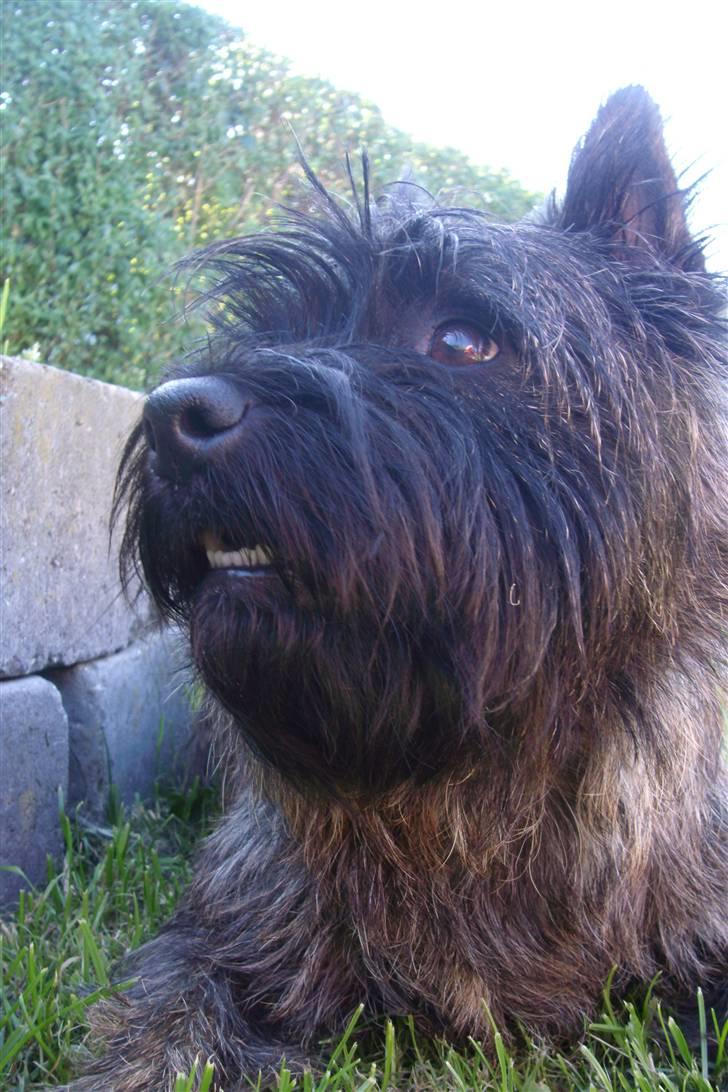 Cairn terrier Tyson - Jeg holder øje med det hele, kommer der nogle skal jeg nok sige til ;o) billede 16