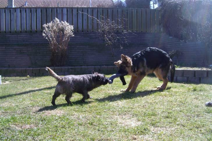 Cairn terrier Tyson - Det kan godt ske jeg er lille, men Victor husk nu jeg jo bestemmer ;o)  billede 12