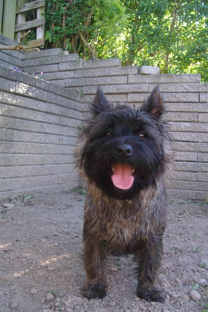 Cairn terrier Tyson - Jeg er klar til lidt have arbejde, hvor skulle jeg grave? billede 17