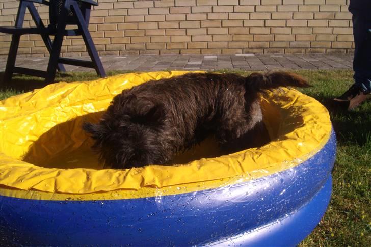 Cairn terrier Tyson - Min pool ;o) billede 9