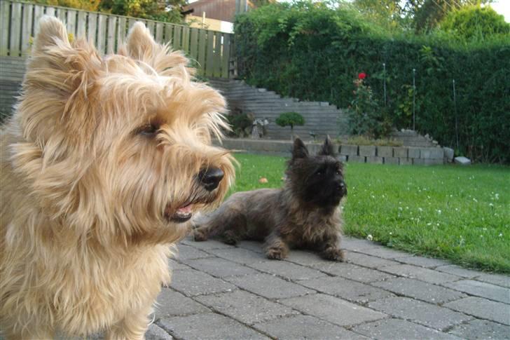 Cairn terrier Fidel - Jeg er bossen her ;o) billede 9