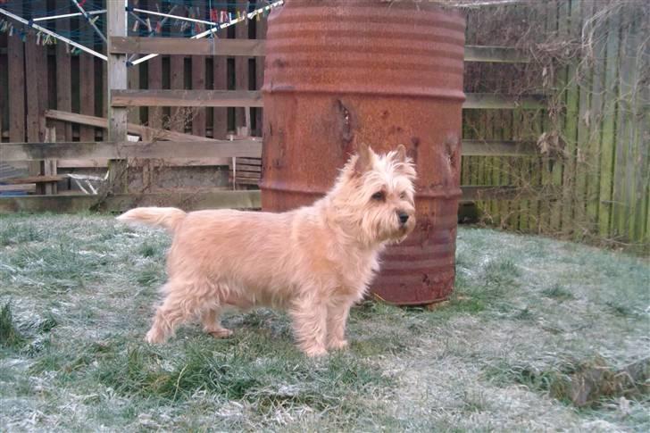 Cairn terrier Fidel - Her er jeg ny trimmet, skønt at få sat håret.... billede 13