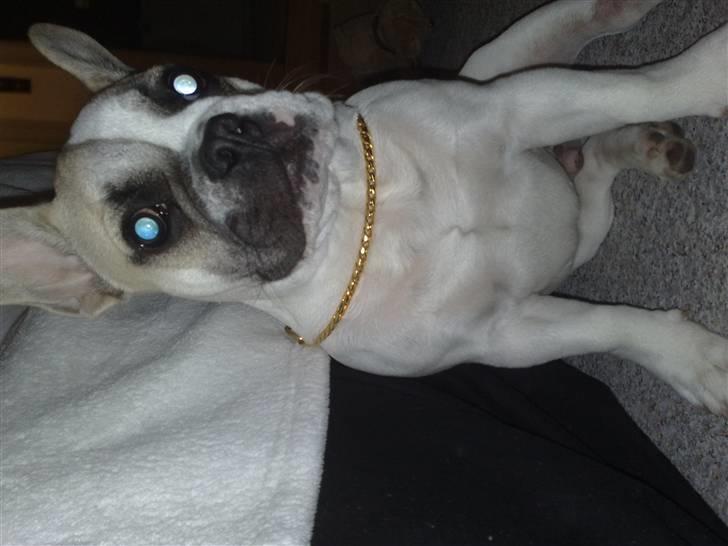 Fransk bulldog Zumo billede 9