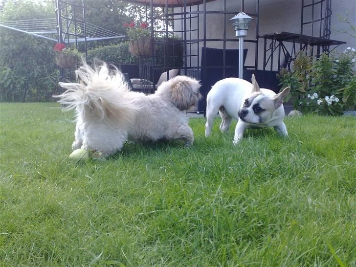 Fransk bulldog Zumo - så må der leges i haven :D billede 10