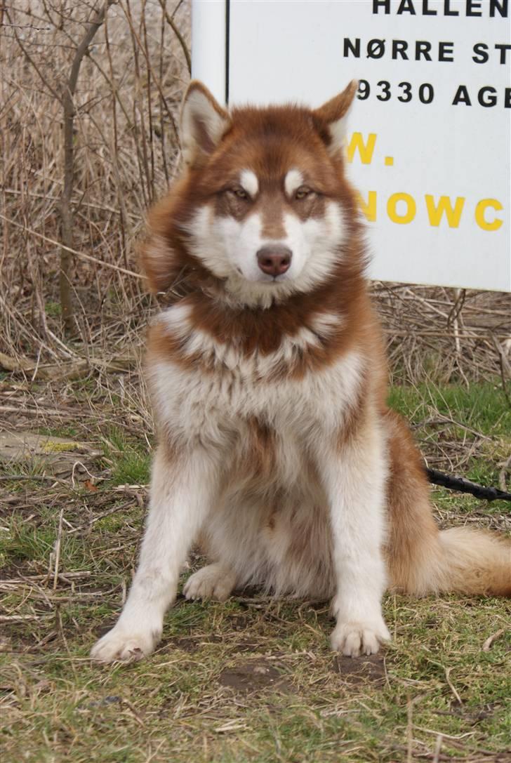 Alaskan malamute Snowcreek Arctic Red Boss billede 12