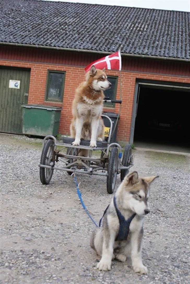 Alaskan malamute Snowcreek Arctic Red Boss - her viser boss lige på sin 1 års fødselsdag hvordan Iqaros skal være trækhund billede 13