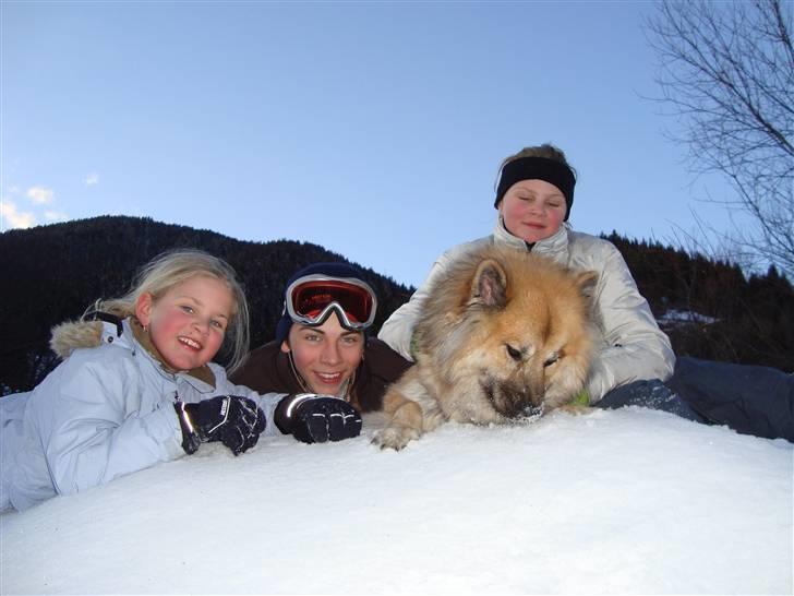 Eurasier Atikka billede 14