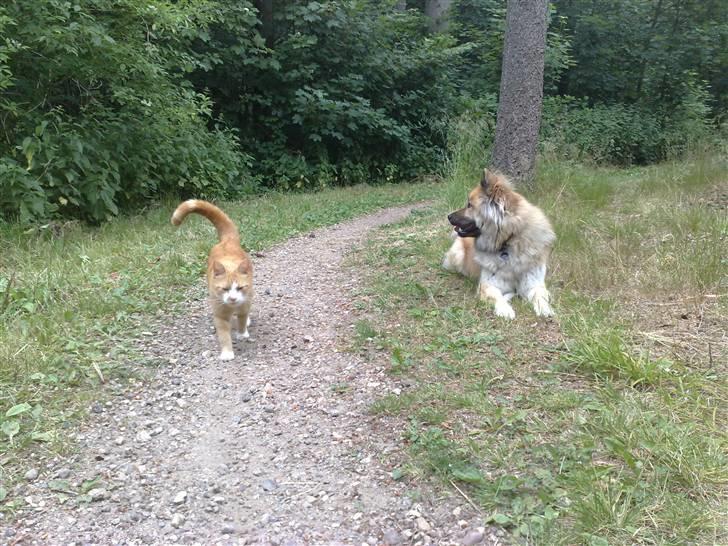 Eurasier Atikka billede 15