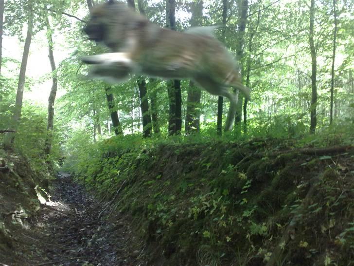 Eurasier Atikka billede 16