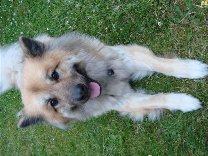 Eurasier Atikka billede 17