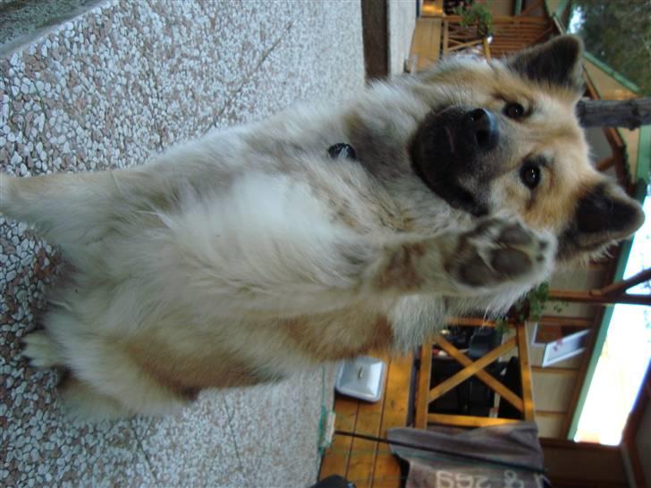 Eurasier Atikka billede 18