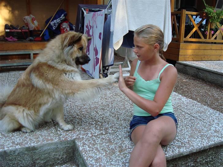 Eurasier Atikka billede 19